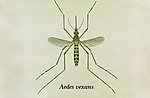 Aedes vexans.jpg