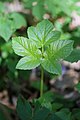 Aegopodium podagraria young leaf 1.jpg CC-Zero self 5.84MB 5472x3648 Canon Canon EOS 70D