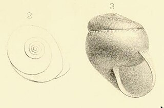 <i>Afristreptaxis bloyeti</i> Species of gastropod