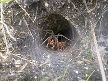 2011 Gemeine Labyrinthspinne