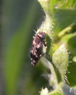 <i>Agrilus lecontei</i> Species of beetle