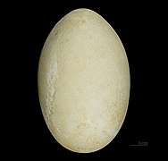 Alectura lathami (Australian Brushturkey) egg