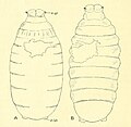 Pupes de Coelopa pilipes (A) et C. frigida (B) qu'A. obscurella a parasité. Chacune montre un trou d'émergence irrégulier.
