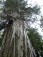 A large tree showing the bark peeling in longitudinal strips.
