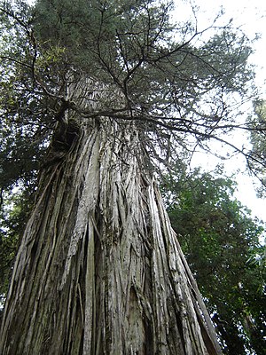 Fitzroya Cupressoides: Distribución, Historia natural, Descripción