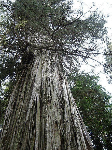 "Alerce milenario", this tree is approximately 2,600 years old