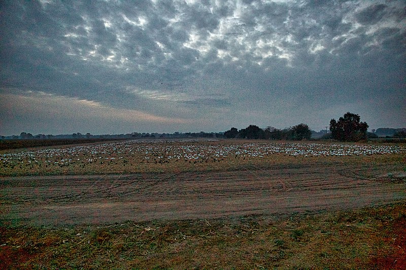 File:Aleutian and snow geese at San Joaquin National Wildlife Refuge (24879917608).jpg