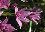 Thumbnail for Allium praecox