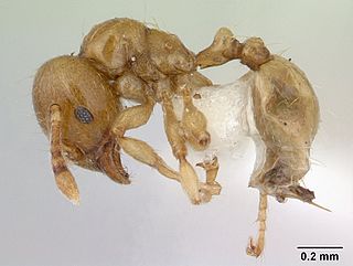 <i>Allomerus</i> Genus of ants