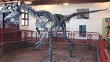 A. fragilis at the Cleveland-Lloyd Dinosaur Quarry museum, Utah Allosaurus atrox Cleveland-Lloyd Quarry.jpg