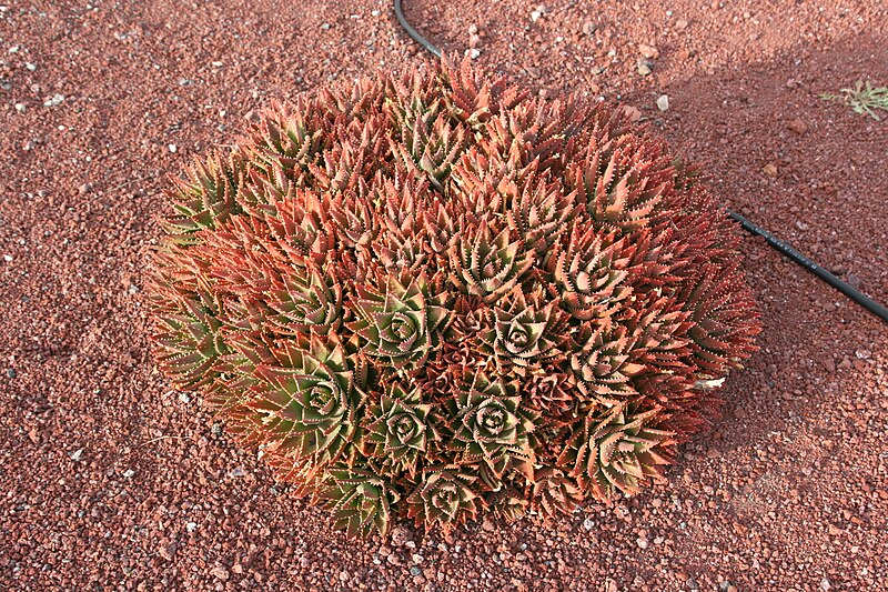 File:Aloe hybrid - possibly brevifolia x perfoliata 4.jpg