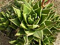 Thumbnail for Aloe × nobilis