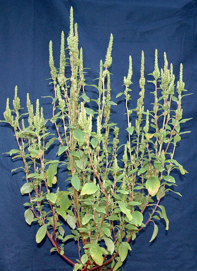 Amaranthus Powellii Wikipedia