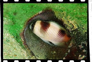 <i>Amblypomacentrus breviceps</i> Species of fish
