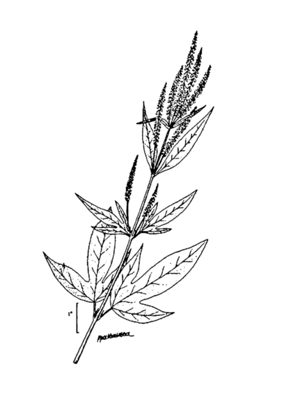 File:Ambrosia trifida-linedrawing.png