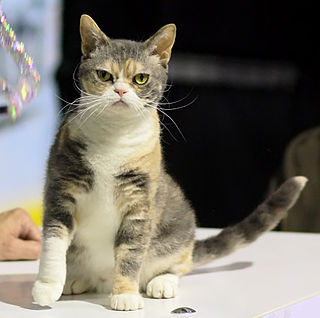 <span class="mw-page-title-main">American Wirehair</span> Breed of cat