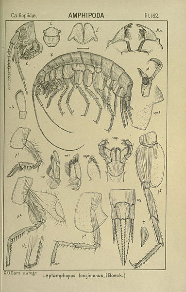 File:An account of the Crustacea of Norway (Pl. 162) (6812267487).jpg