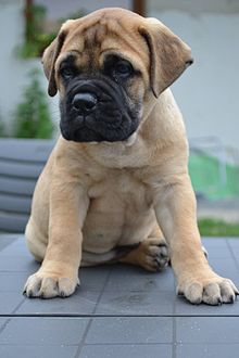 bull mastiffs