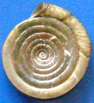 View of the spire side of the planispiral shell of the freshwater snail Anisus septemgyratus. This shell has seven and a half whorls Anisus septegyrus1pl.jpg