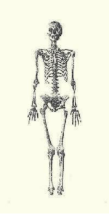 Anne of Antioch (1154-1184) queen of Hungary skeleton.png