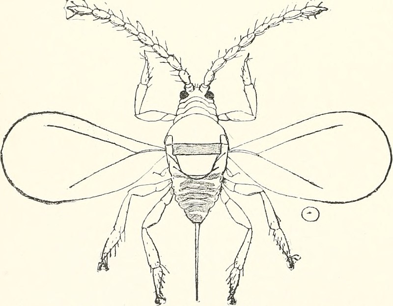 https://upload.wikimedia.org/wikipedia/commons/thumb/7/7f/Annual_report_of_the_Pennsylvania_Department_of_Agriculture_.._%281896-%29_%2819372062081%29.jpg/800px-Annual_report_of_the_Pennsylvania_Department_of_Agriculture_.._%281896-%29_%2819372062081%29.jpg