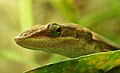 Anolis carolinensis