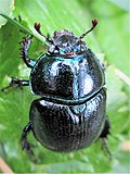 Минијатура за Anoplotrupes stercorosus