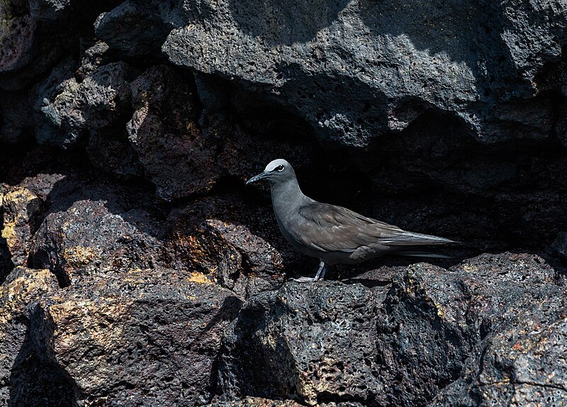 File:Anous stolidus galapagensis, isla Santa Cruz, islas Galápagos, Ecuador, 2015-07-26, DD 40.jpg