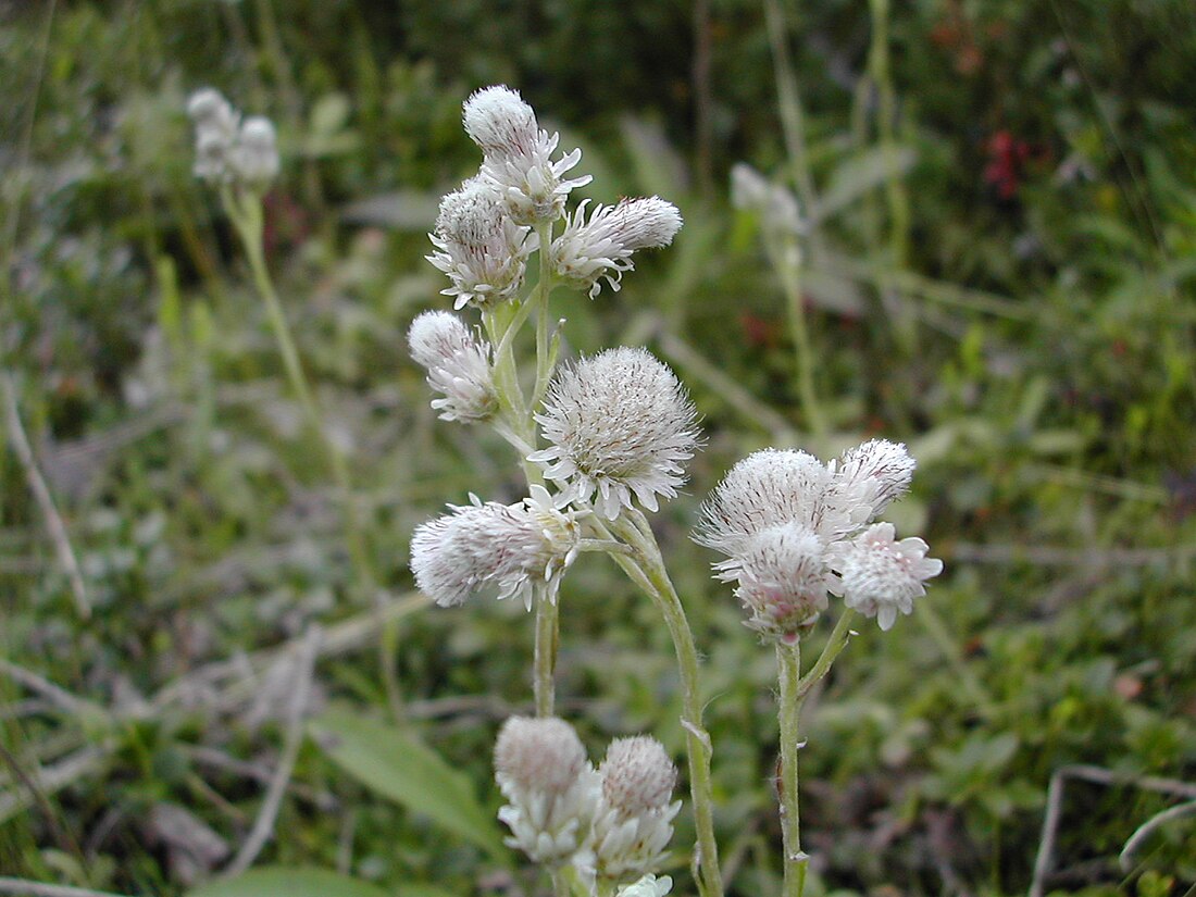 Antennaria alpina