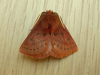 <i>Anthela ferruginosa</i> Species of moth