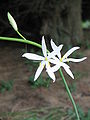 Anthericum liliago close-up