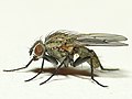 Anthomyia liturata.jpg