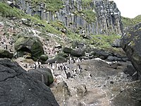 Pinguïnkolonie bij Anchorage Bay (2009)
