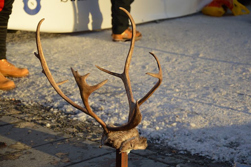 File:Antlers - Left.JPG