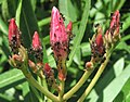 Ants and aphids on N. oleander buds