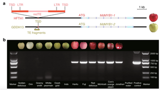 <span class="mw-page-title-main">Apple genome</span> Overview of the genome of Apples