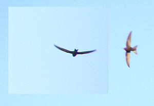 Two Swifts (Apus apus) in flight.