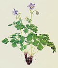 Miniatura para Aquilegia nuragica