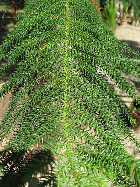 File:Araucaria columnaris needles 01 by Line1.jpg