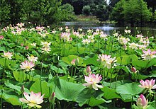 Arboretum Ellerhoop - Lotosblüte im Arboretum-See.jpg