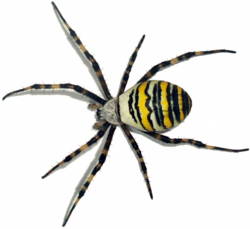 Argiope bruennichi (white background).png