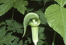 Small male Arisaema triphyllum plant Arisaema triphyllum NRCS-02.jpg