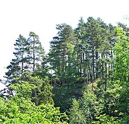 Burgfelsen Arnberg. Felsformation Teufelskanzel