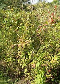 Aronia Xprunifolia HabitusFruitsLeaves BotGardBln0906a.jpg