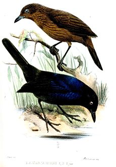 Sri Lanka whistling thrush in Proceedings of the Zoological Society of London, 1872 ArrengaBlighiSmit.jpg