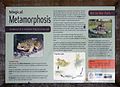 wikimedia_commons=File:Art in the Park - Metamorphosis information board, Bexhill-on-Sea.jpg