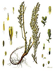 ілюстрація виду Artemisia cina