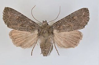 <i>Aseptis perfumosa</i> Species of moth