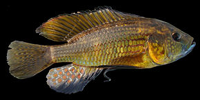 Описание изображения Astatoreochromis-straeleni-Malagarazi-GB.jpg.