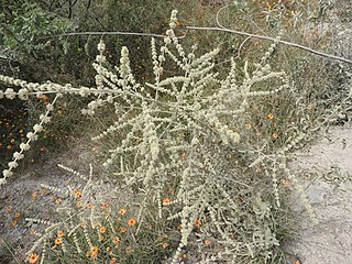 <i>Asterohyptis</i> Genus of flowering plants